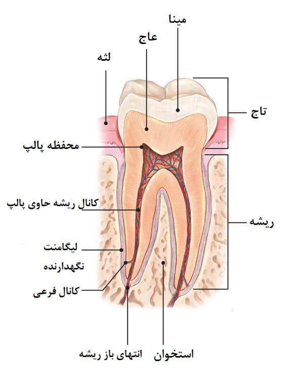 عکس آناتومی دندان